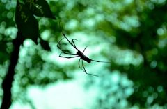 Spider