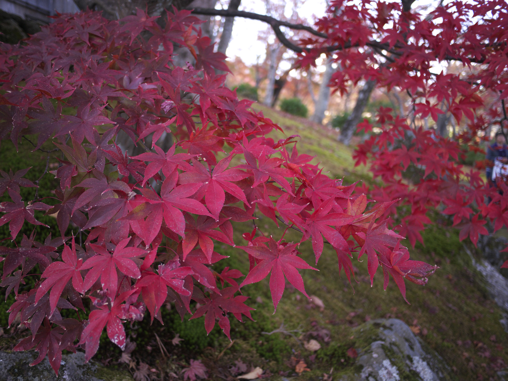 初紅葉