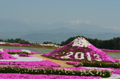 小沢の芝桜