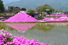 桜富士