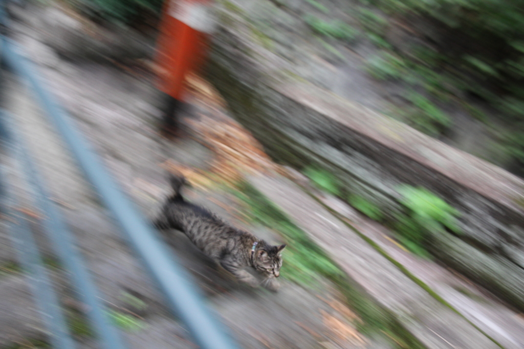 逃げるねこ