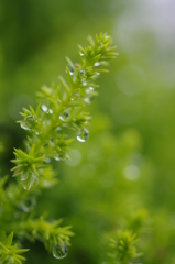 雨上がり
