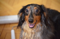 愛犬