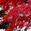 昼間の紅葉