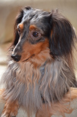 ナルシストな愛犬