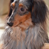 ナルシストな愛犬