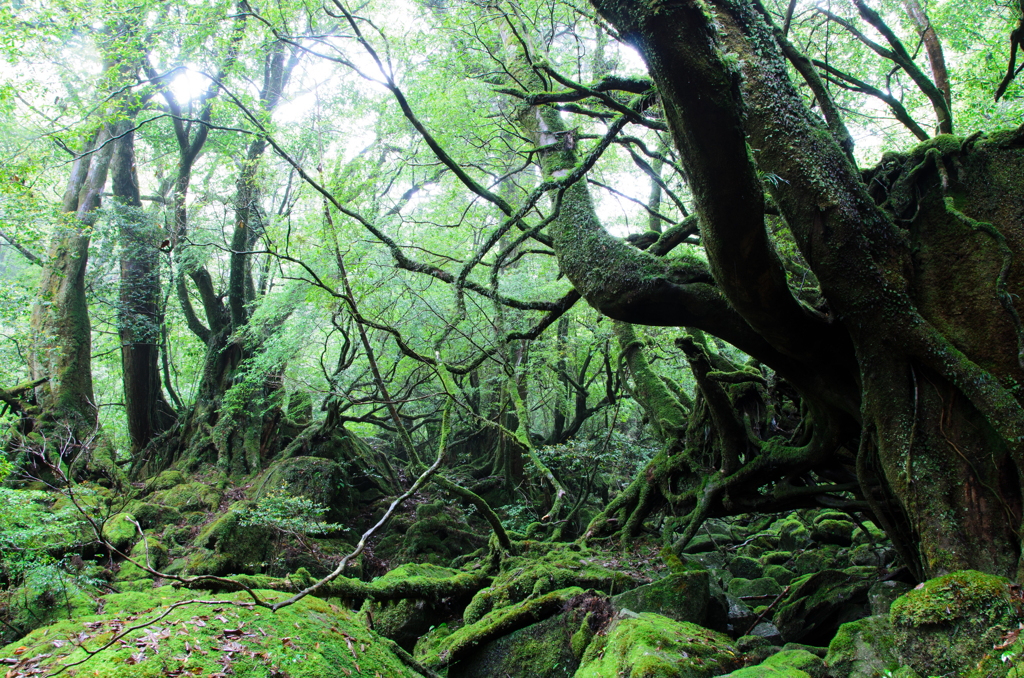 木靈の森 By 桐島零司 Id 写真共有サイト Photohito