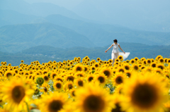 Sunflower-太陽の絨毯-