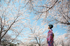 八方桜-京都鴨川-