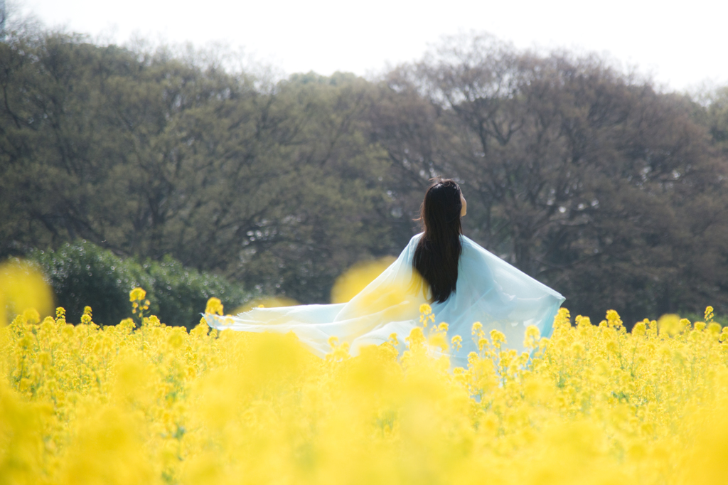 菜の花や月は東に日は西に