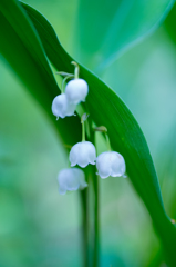 水の精霊-芦川村のすずらん-