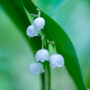 水の精霊-芦川村のすずらん-
