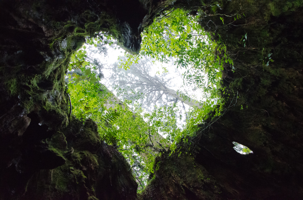 Valentine nature heart♡