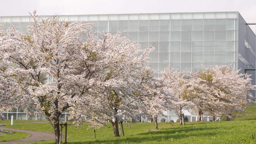 未来大学の桜　１