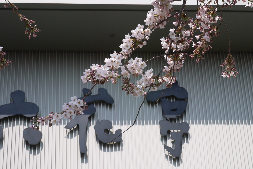 五稜郭公園の桜も…