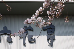 五稜郭公園の桜も…