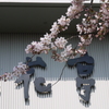 五稜郭公園の桜も…