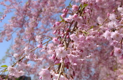 枝垂桜