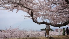 五稜郭公園の桜　2022 − 3