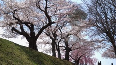 五稜郭公園の桜　2022−5