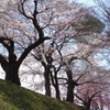 五稜郭公園の桜　2022−5