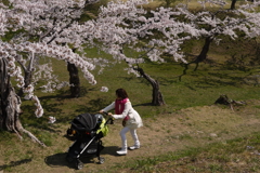 2014.5.4　五稜郭公園  3