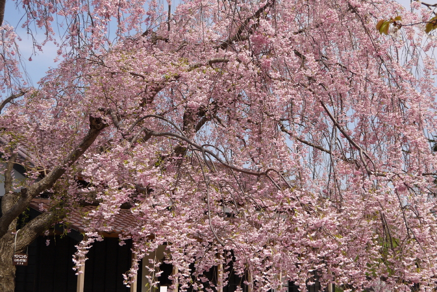 五稜郭公園の枝垂桜　２