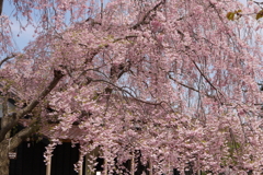 五稜郭公園の枝垂桜　２