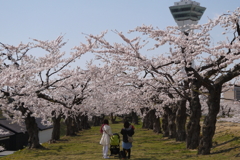 2014.5.4　五稜郭公園  4