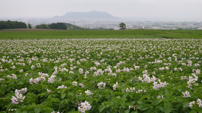 じゃが芋の花