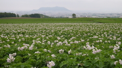 じゃが芋の花