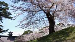 五稜郭公園の桜　2022−6