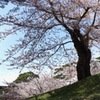 五稜郭公園の桜　2022−6