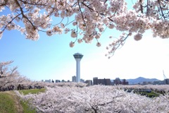 桜の中のタワー