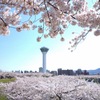 桜の中のタワー