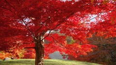 函館「中野ダム公園」の紅葉１