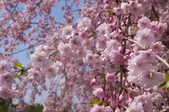 枝垂桜　３