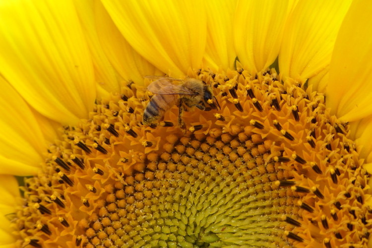 蜂とひまわり　３