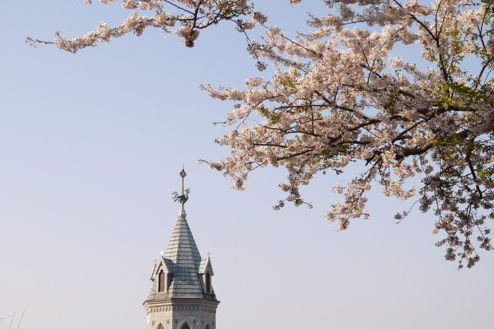 GWの桜　１