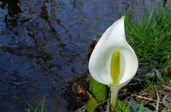 水芭蕉