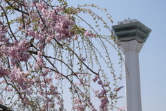 GWの桜　４
