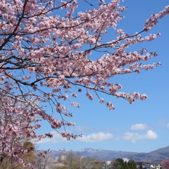 記録更新の今年の桜