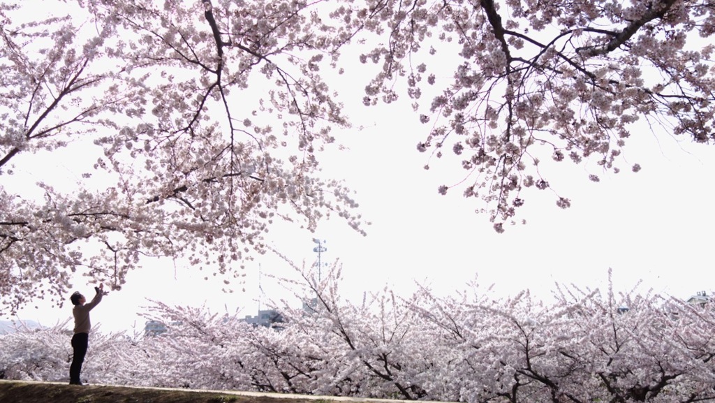 黄砂の影響で空が白い…