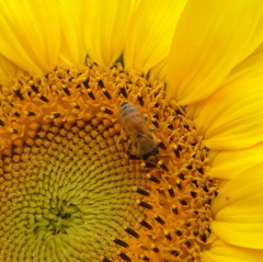 蜂とひまわり　１