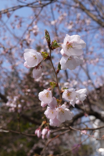 近所の桜が咲きました。