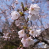 近所の桜が咲きました。