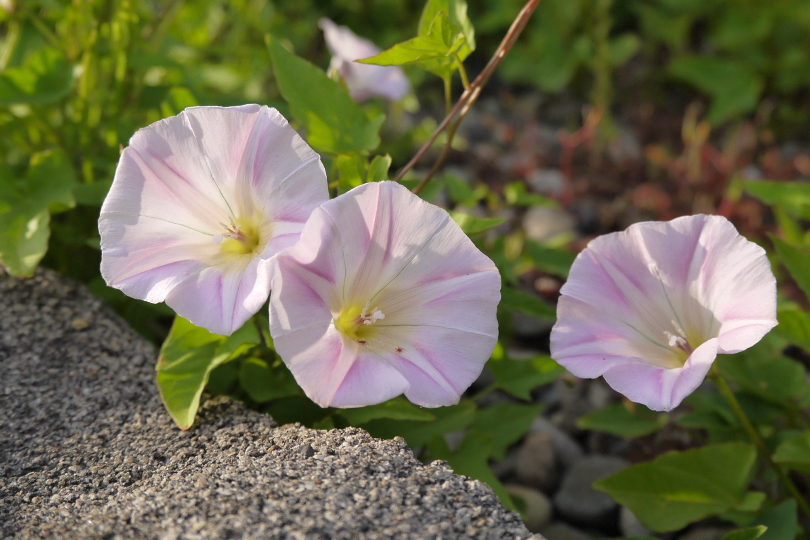 道端に咲いていた花