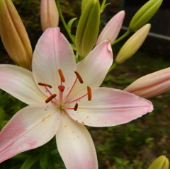 百合