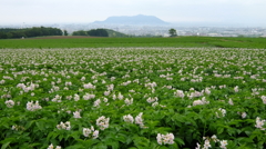 じゃが芋の花