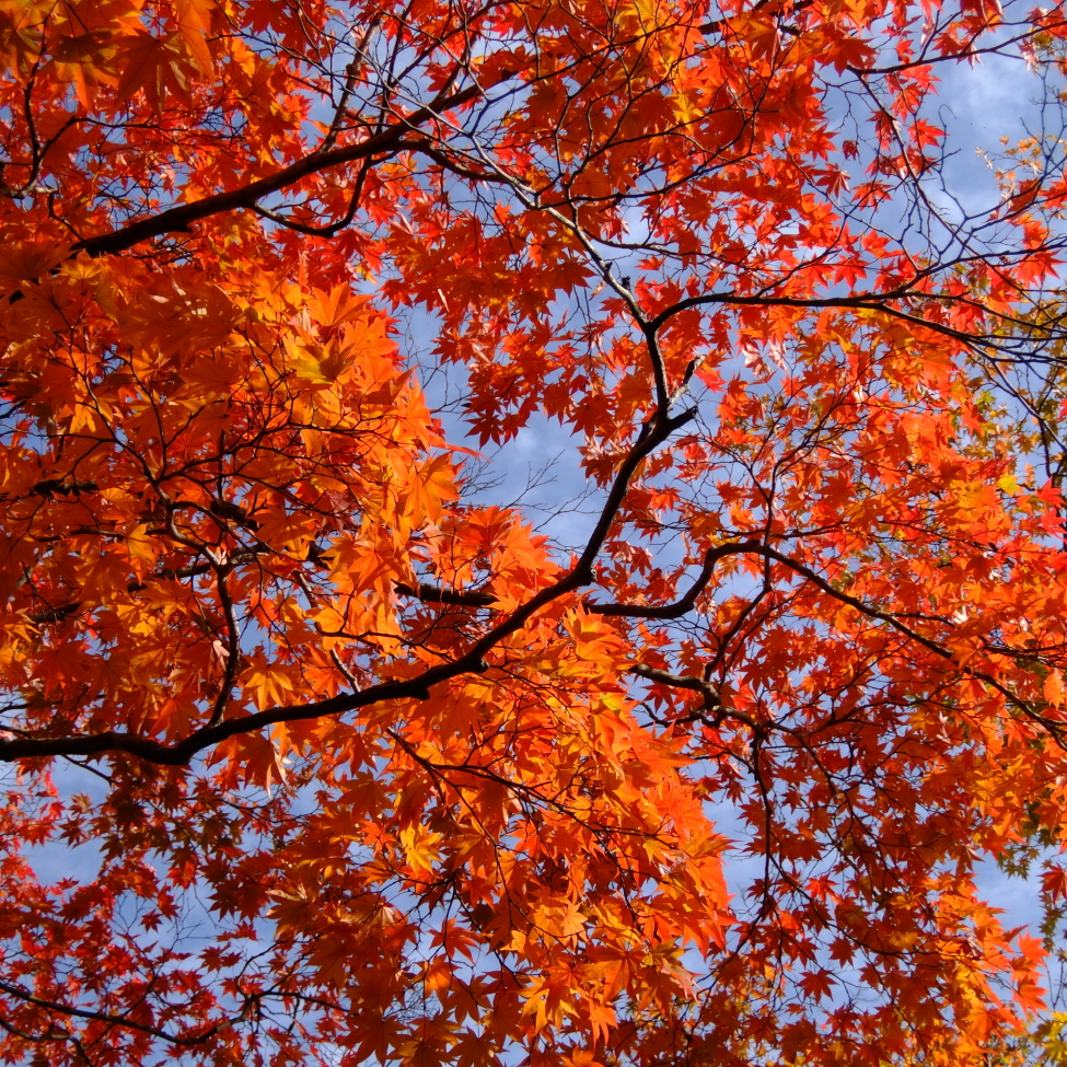 そろそろ紅葉の季節